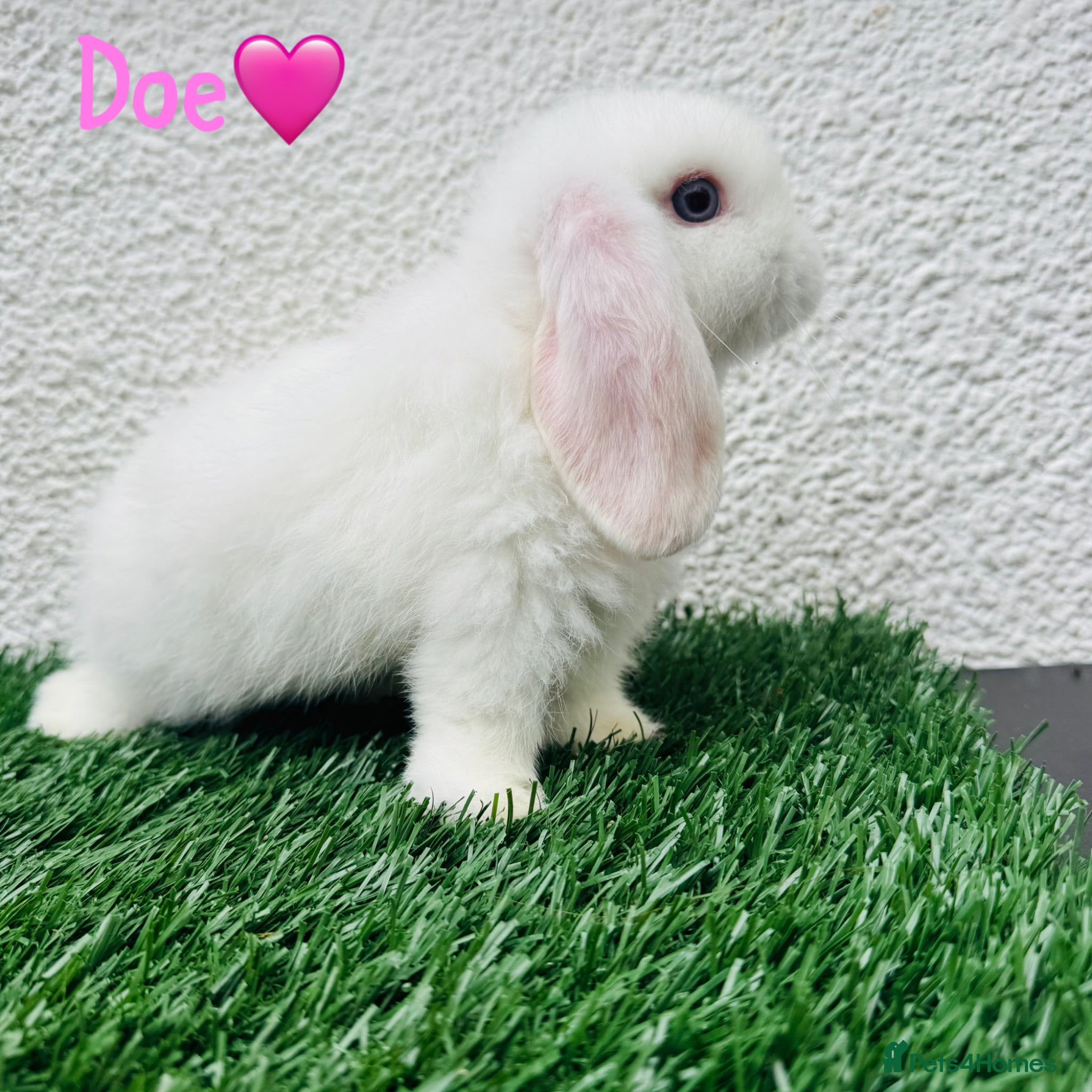 Mini Lop rabbits for sale: ✨Mini lop ready to rezerve ✨ - Advert 6