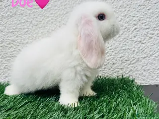 Mini Lop rabbits ✨Mini lop ready to rezerve ✨ - Advert 21