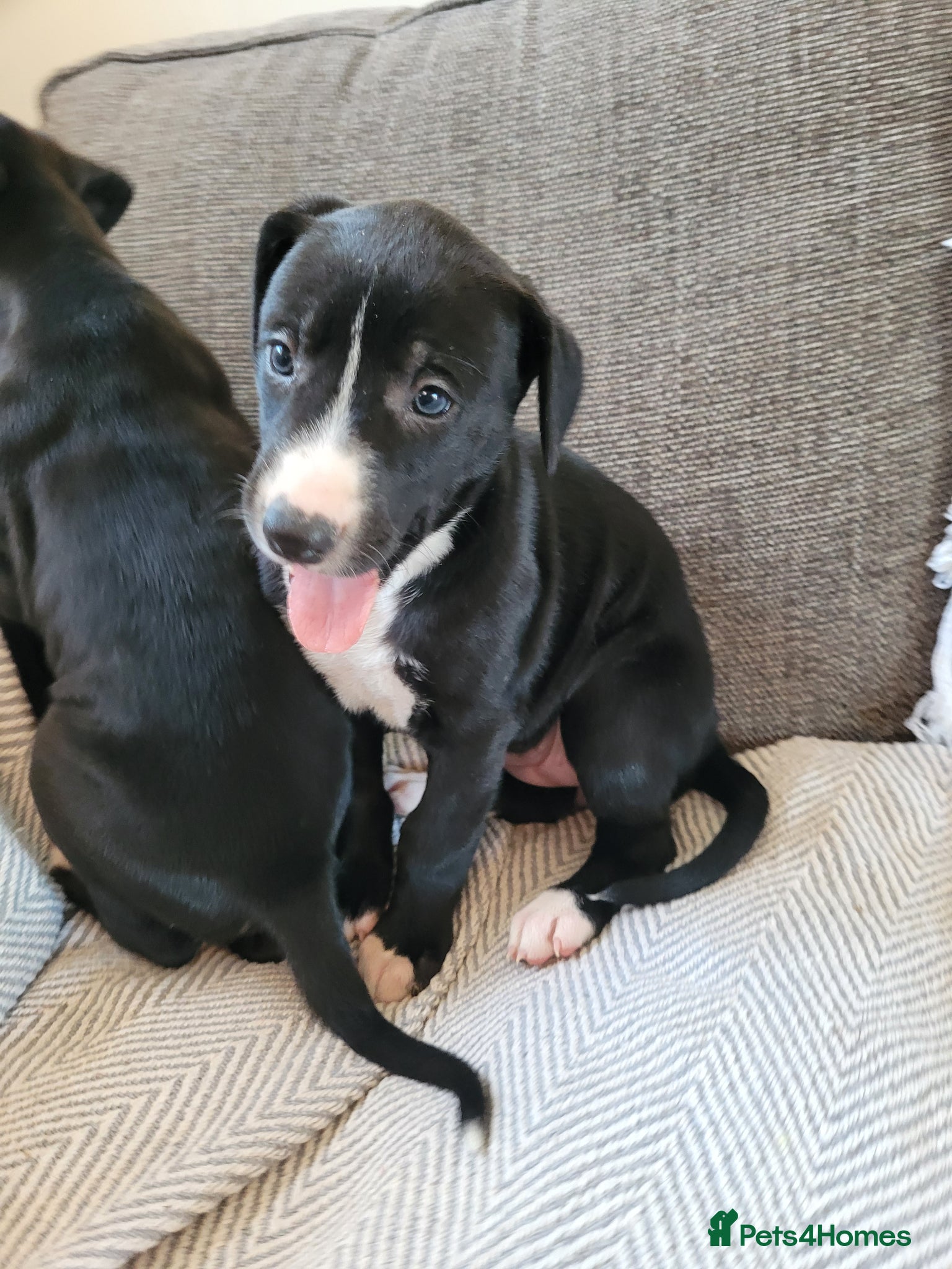 Lurcher dogs Greyhound x Lurcher Pups - Advert 19