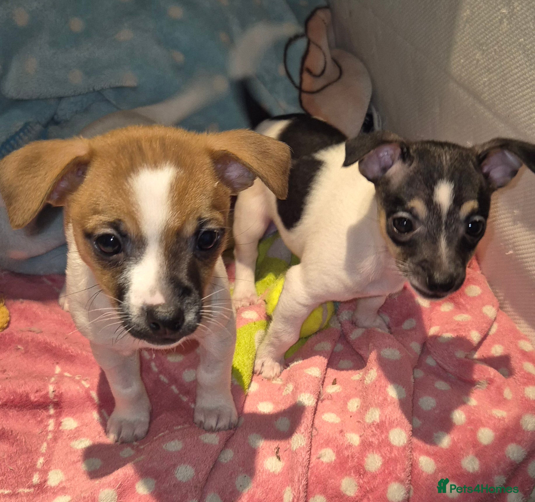 Mixed Breed dogs Jack Russell x Mini Pinscher - Advert 12