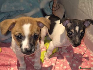 Mixed Breed dogs Jack Russell x Mini Pinscher - Advert 12