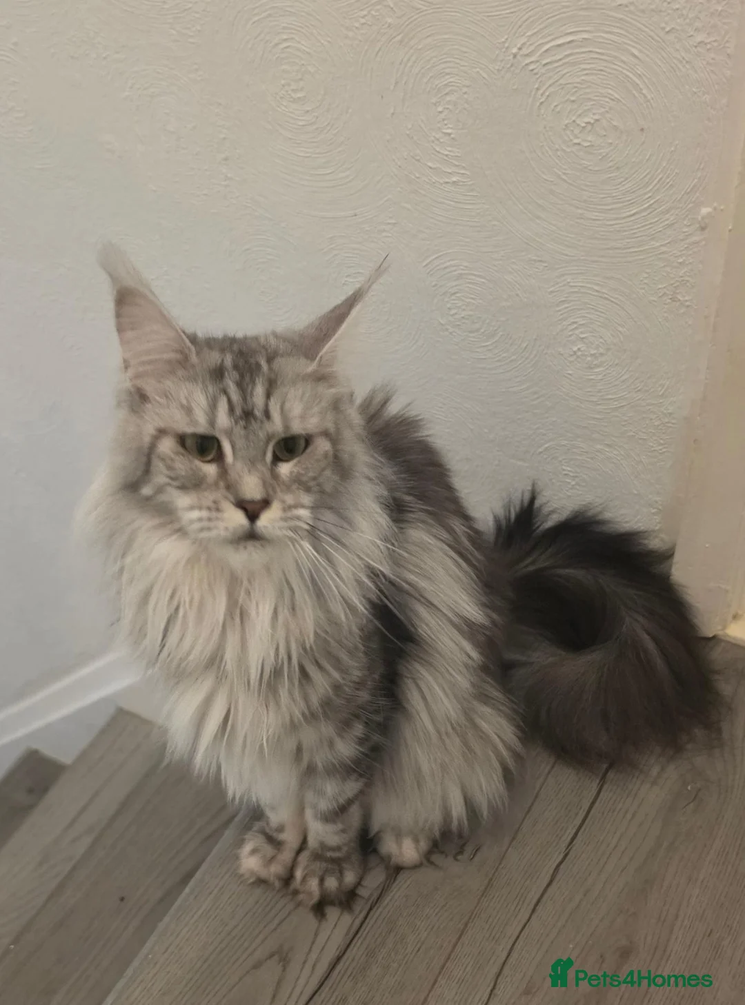 Maine Coon cats for sale: Maine Coon kitten  - Advert 13