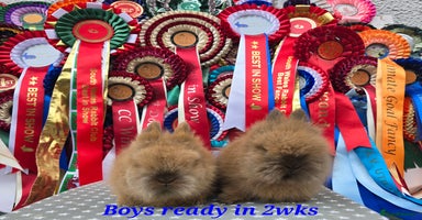 Lionhead rabbits - Advert 2