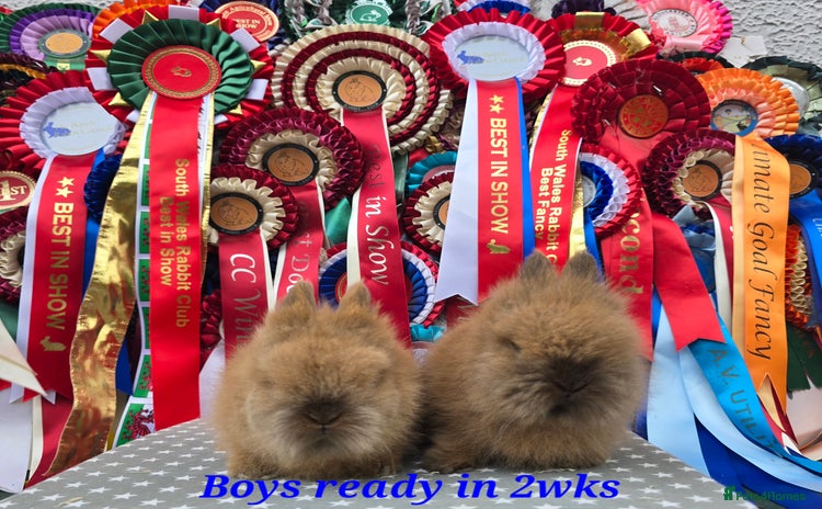 Lionhead rabbits - Advert 2