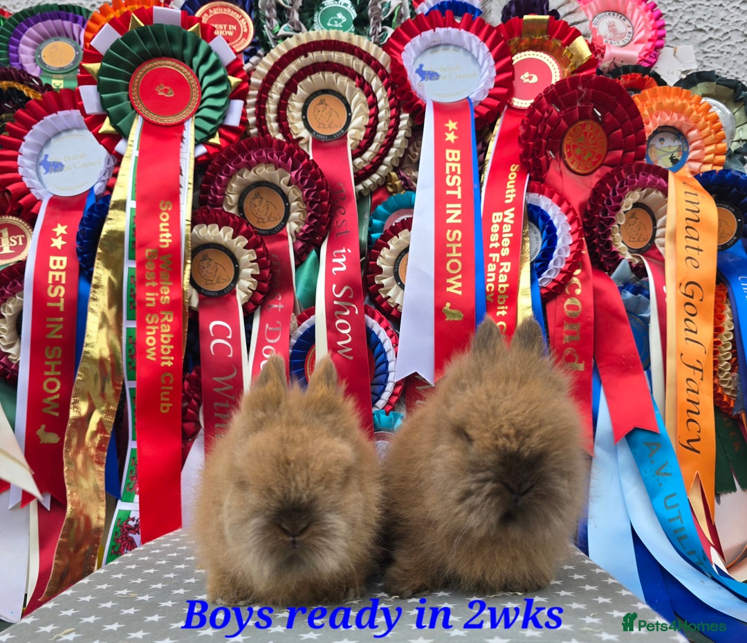 Lionhead rabbits for sale: Purebred Lionhead babies available  - Image 3