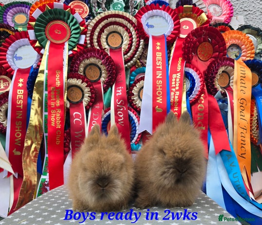 Lionhead rabbits - Advert 3