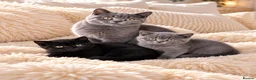 British Shorthair cats for sale: British short hair kitten one boy left - Advert 1