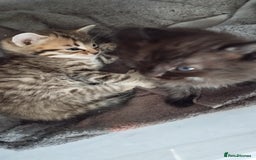 Mixed Breed cats for sale: 2 boy kittens  - Image 3