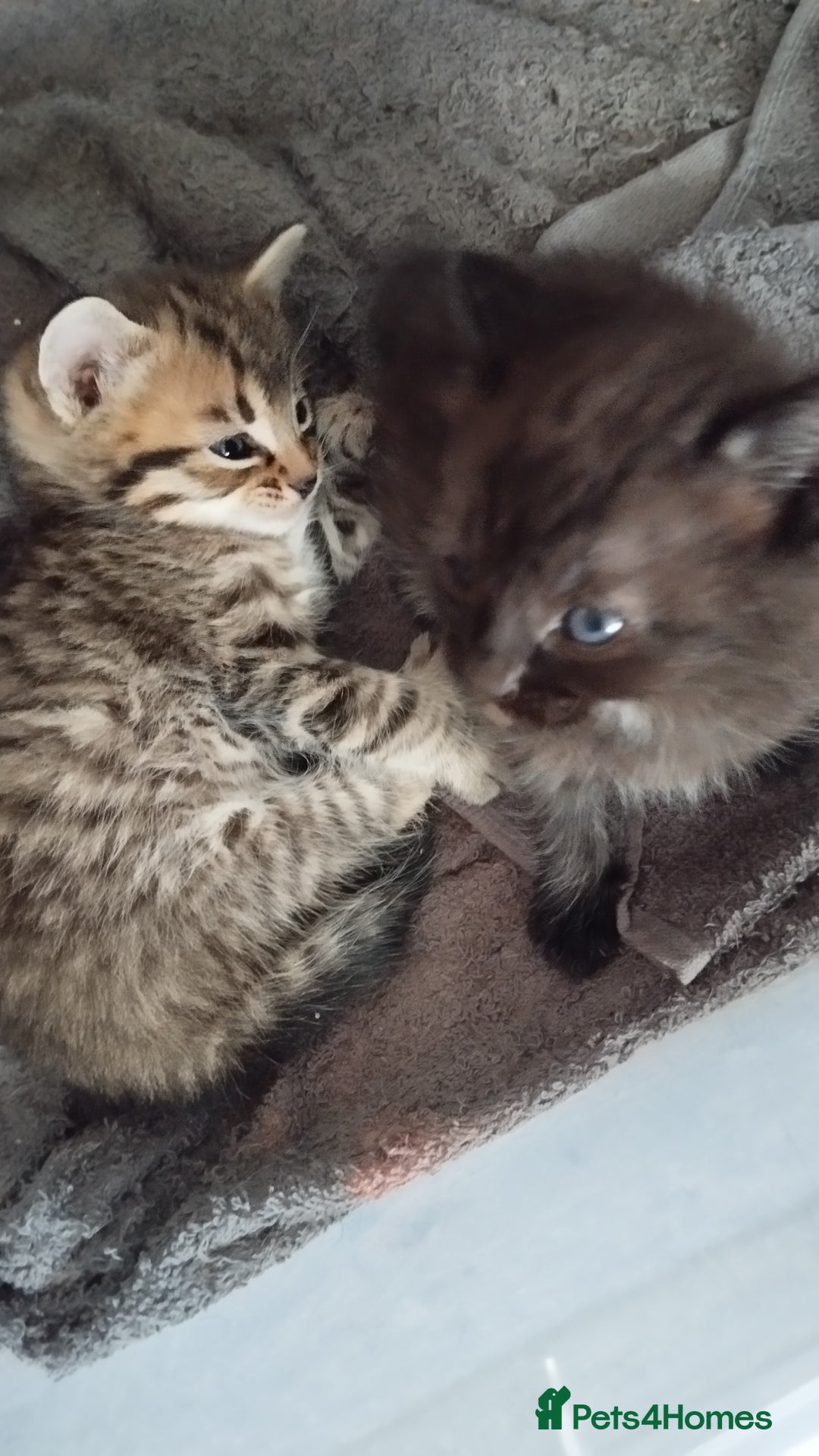 Mixed Breed cats for sale: 2 boy kittens  - Image 3