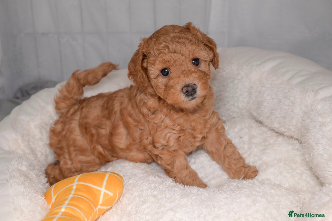 Poochon dogs for sale: Beautiful Red Poochon Puppies – Family Home Raised - Advert 11