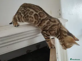 Bengal cats Bengal boy kitten - Advert 2