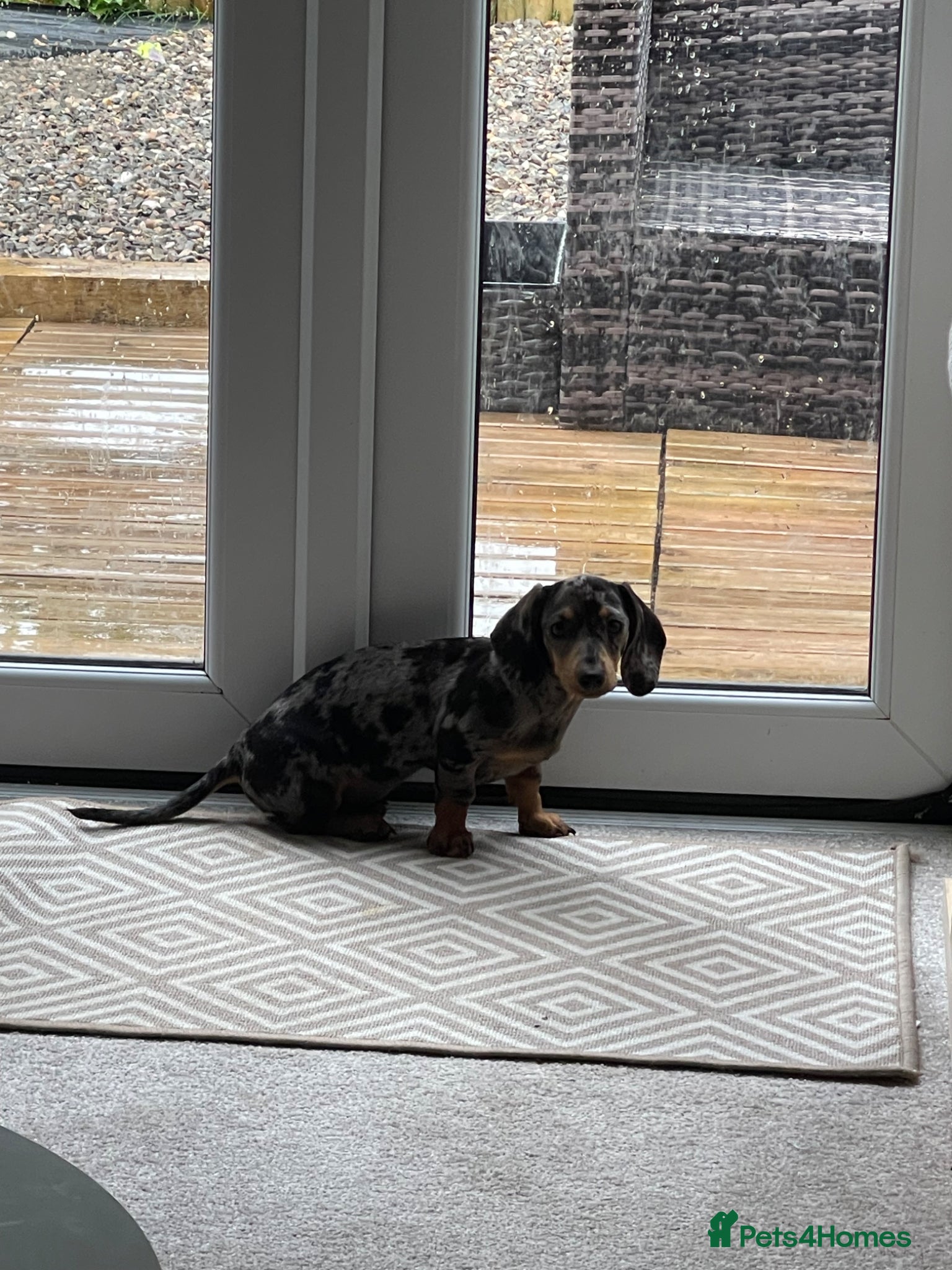 Miniature Dachshund dogs Female Miniature Dachshund 5 Months old. - Advert 2