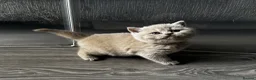 British Shorthair cats for sale: Beautiful British Shorthair Kittens - Advert 24