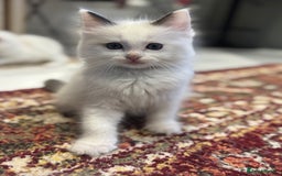 Ragdoll cats for sale: Fluffy pure Ragdoll boys looking for 5 star home  - Image 6