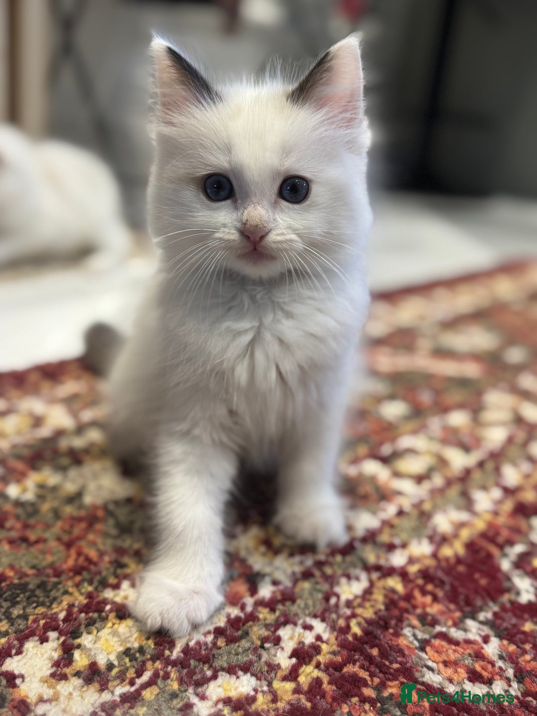 Ragdoll cats for sale: Fluffy pure Ragdoll boys looking for 5 star home  - Image 6