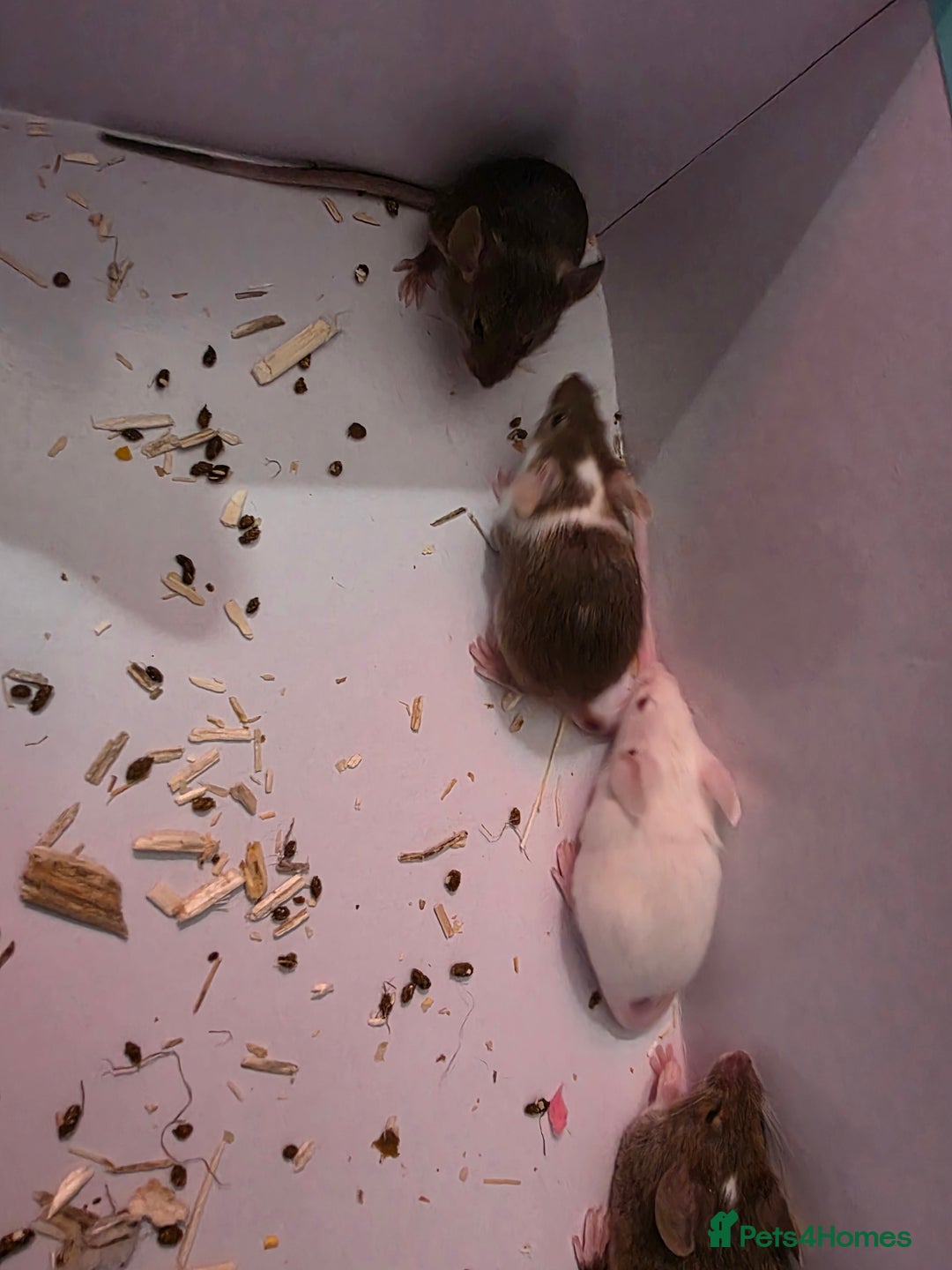 Mouse rodents for sale: Male and female mice  - Advert 2