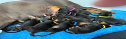 Dobermann dogs for sale: Beautiful Strong PURE Dobermann puppies - Advert 4