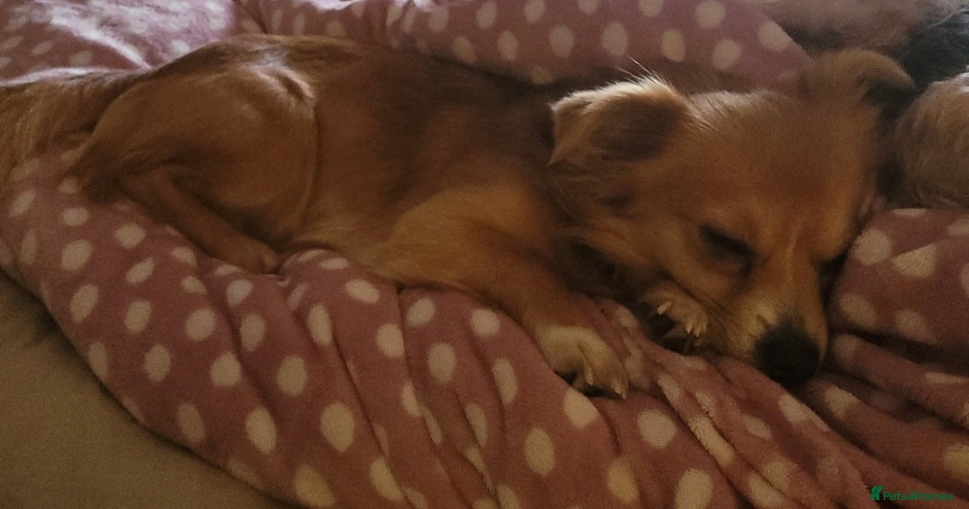 Chihuahua dogs for sale: Male Chihuahua 4yr old un nurtured for sale - Advert 2