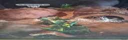 Corn Snake reptiles for sale: Gorgeous corn snake with viv and full set up in Clynderwen - Advert 15