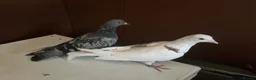 Pigeons birds for sale: A pair of young pigeons - Advert 7