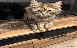 Mixed Breed cats for sale: Fluffy boy  - Image 4