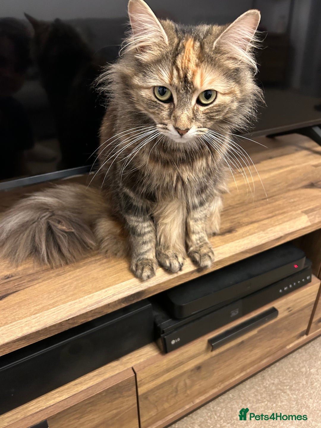 Mixed Breed cats for sale: Fluffy boy  - Image 4
