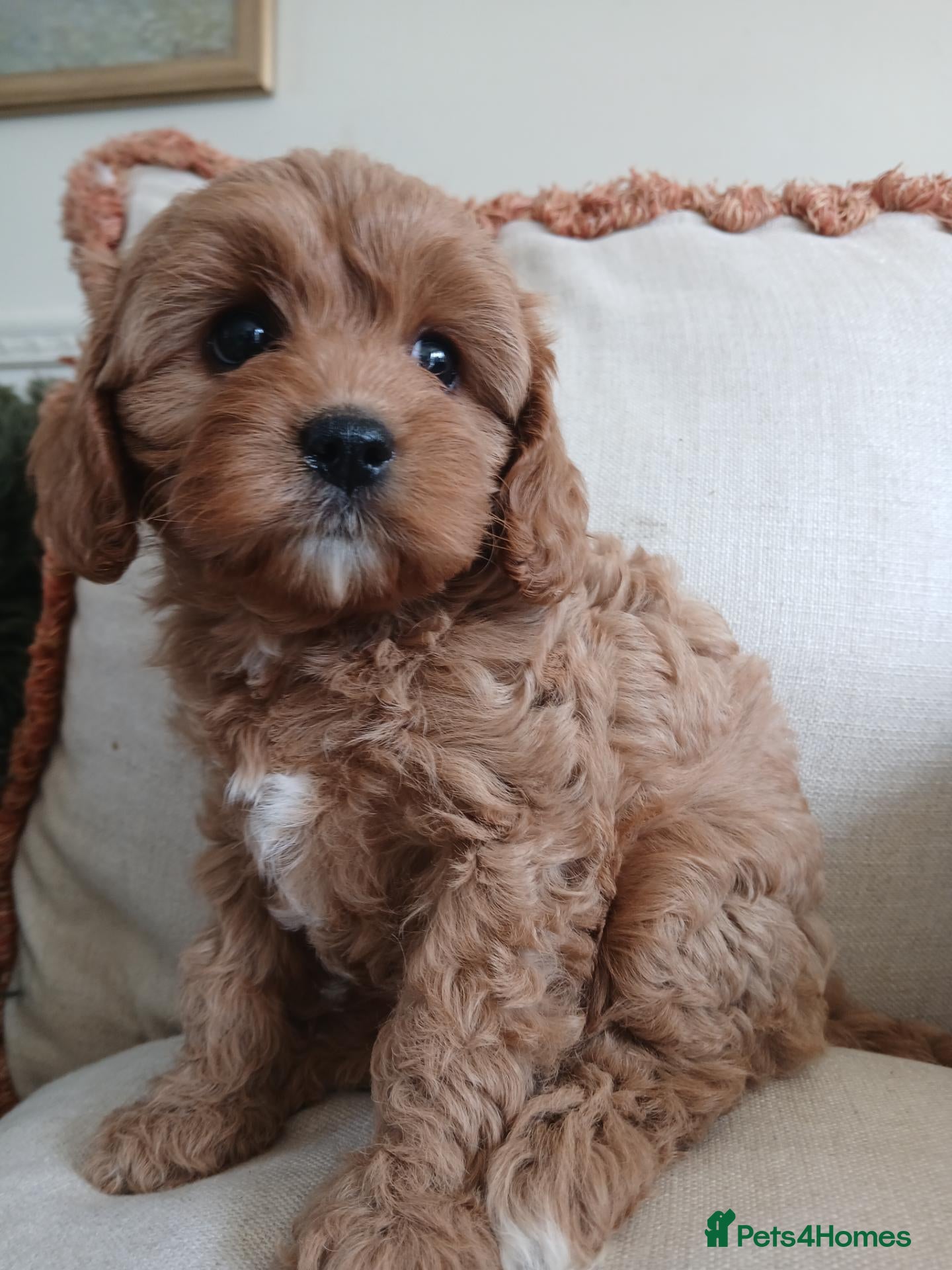 Cavapoo dogs Outstanding F1 cavapoos health tested parents - Advert 1
