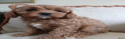 Cavapoo dogs for sale: Outstanding F1 cavapoos health tested parents in Warrington - Advert 1