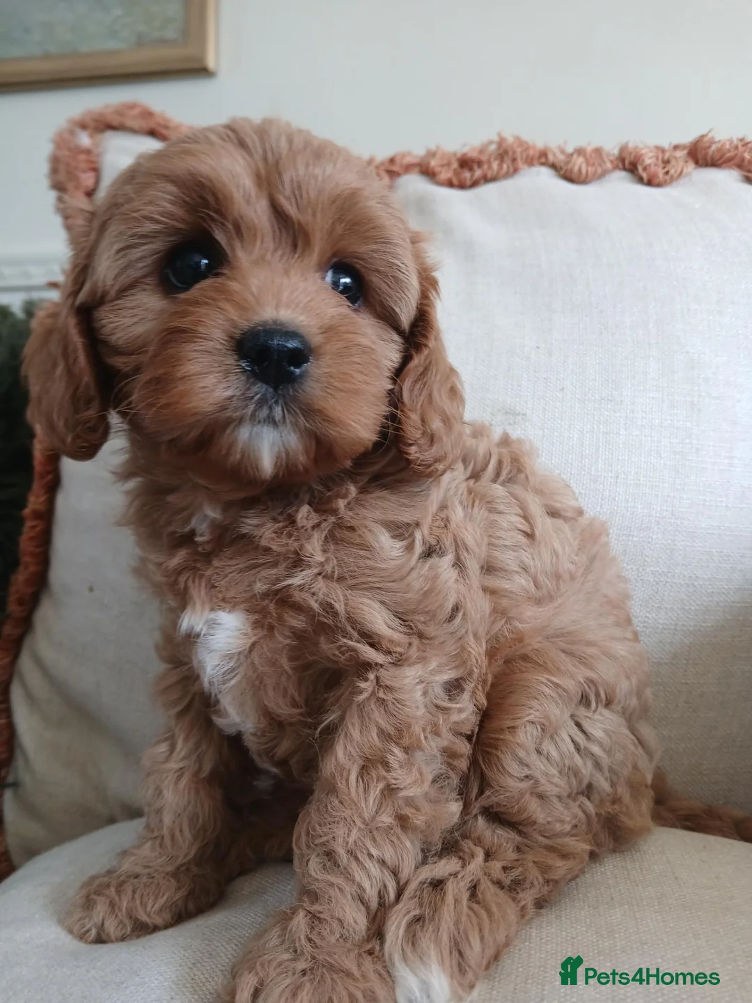 Cavapoo dogs for sale: Outstanding F1 cavapoos health tested parents in Warrington - Advert 1
