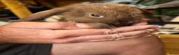 Mini Lop rabbits for sale: Gorgeous Mini Lops  - Advert 7