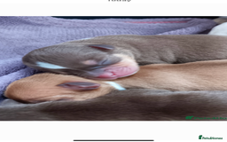 Chihuahua dogs for stud: Red chihuahua for stud in Chelmsford - Image 7