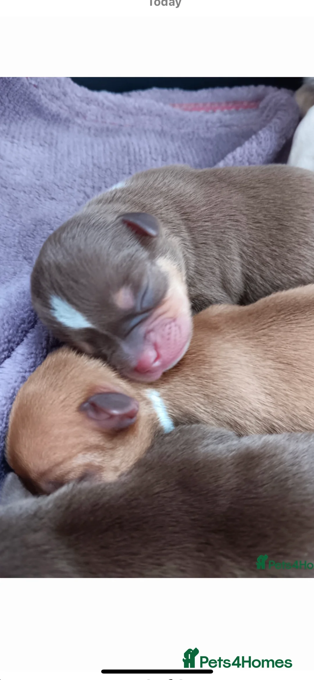 Chihuahua dogs for stud: Red chihuahua for stud in Chelmsford - Advert 7