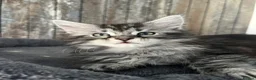Maine Coon cats for sale: Last Maine coon girl left ready to leave 🩷 - Advert 16