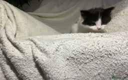 Mixed Breed cats for sale: Kittens  - Image 3
