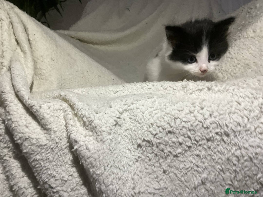 Mixed Breed cats for sale: Kittens  - Image 3