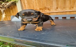 Jack Russell dogs for sale: Pure Jack Russells Rare colored  - Image 5