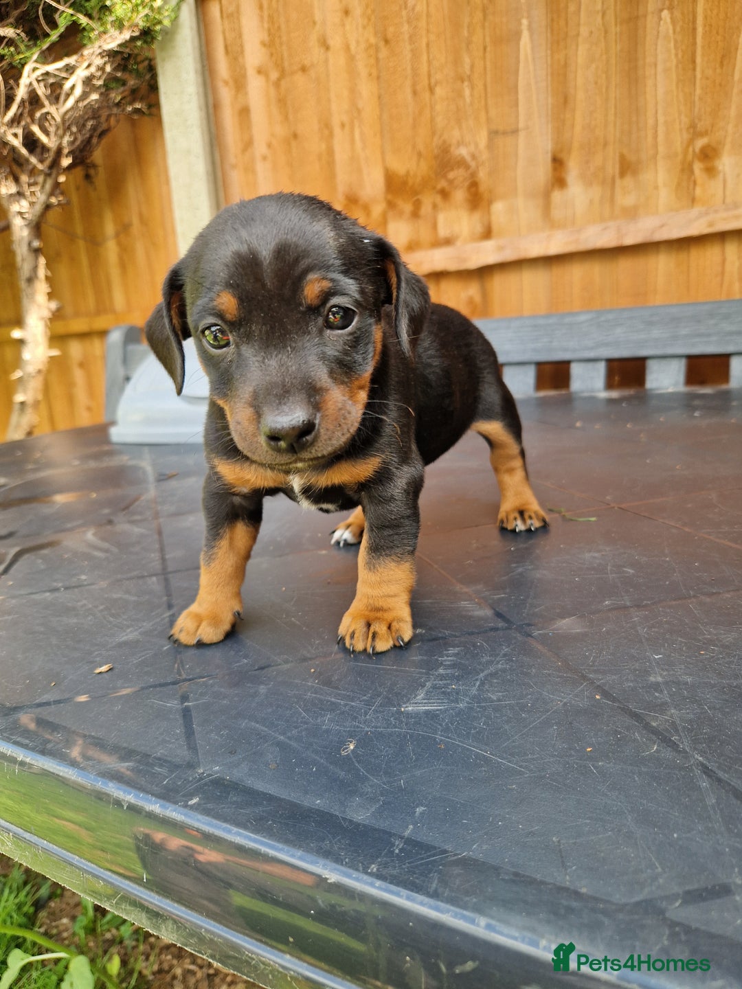 Jack Russell dogs for sale: Pure Jack Russells Rare colored  - Image 5