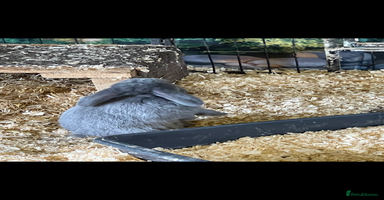 Mini Lop rabbits - Advert 9