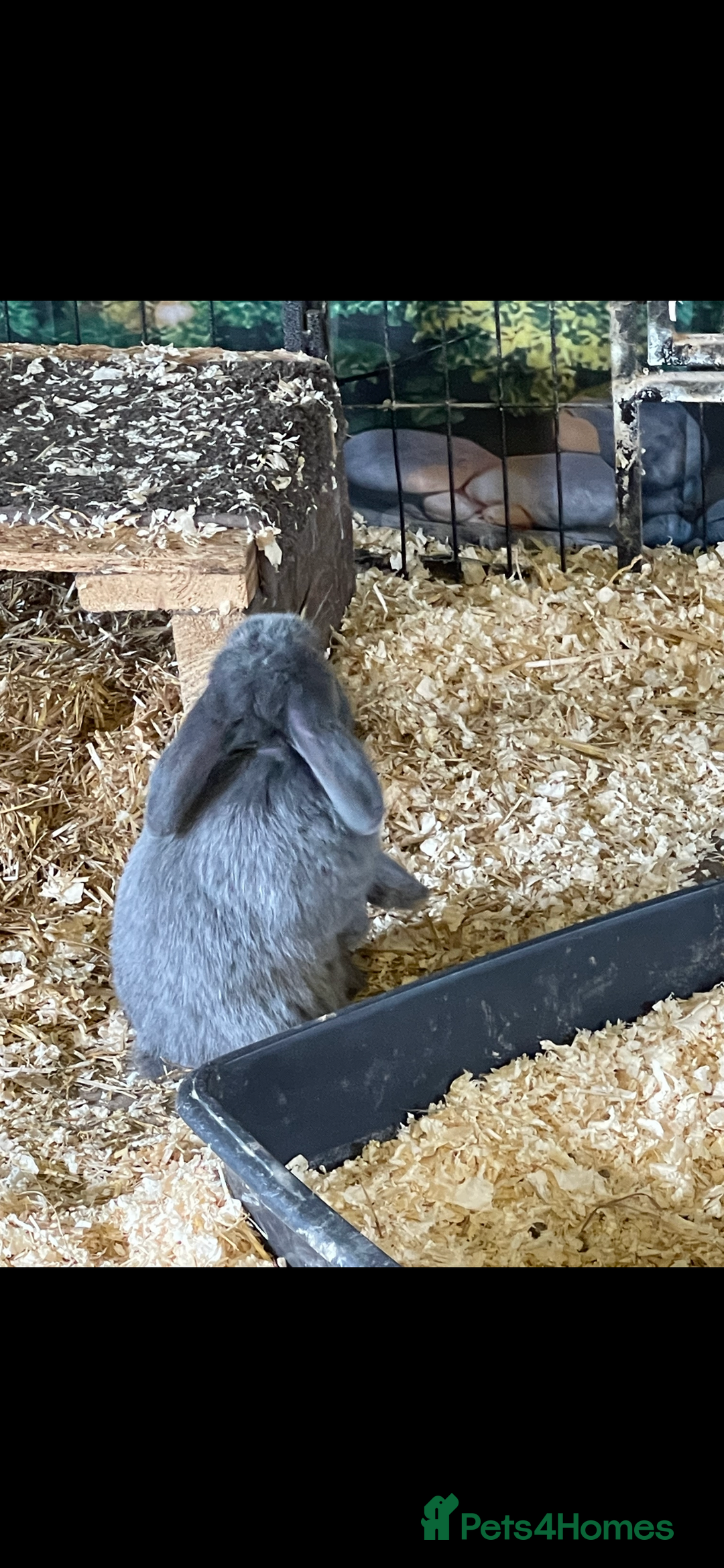 Mini Lop rabbits for sale: Mini lop boys - Advert 3