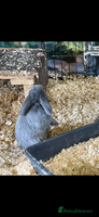 Mini Lop rabbits - Advert 9