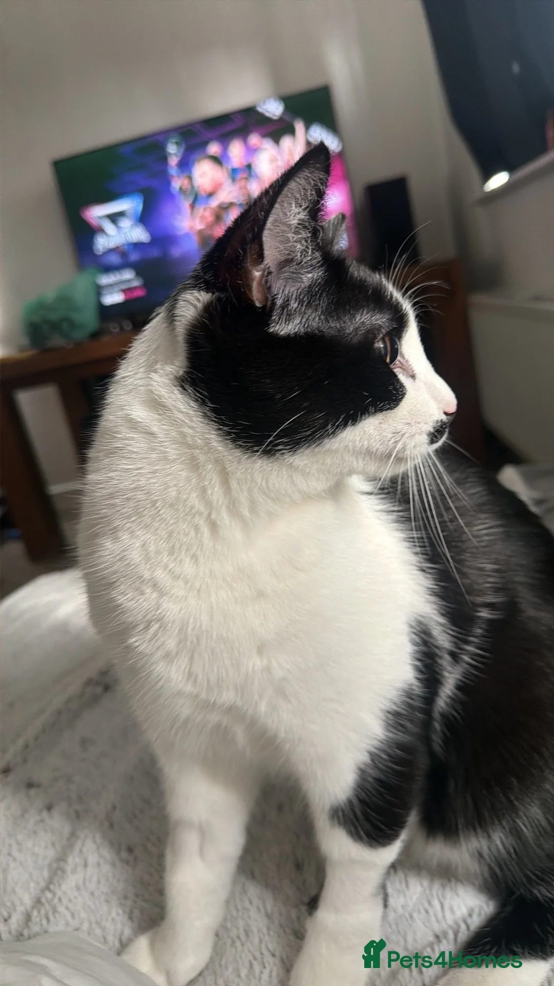 Mixed Breed cats for sale: Tommy (9 months old)  - Advert 2
