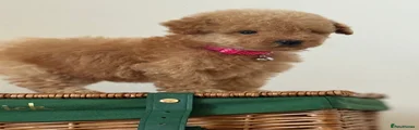 Cavapoo 3