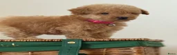 Cavapoo dogs for sale: Luxury small cavapoo - Advert 18