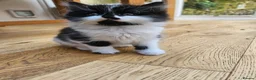 Mixed Breed cats for sale: Fluffy kittens Looking for Loving Homes  - Advert 5