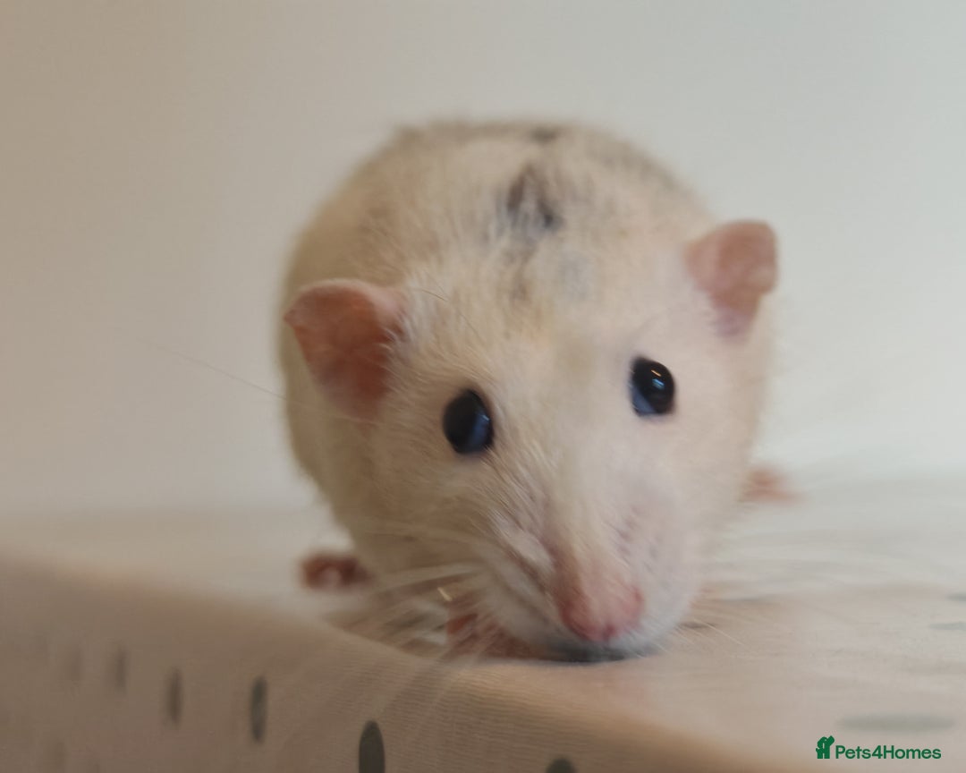 Rat rodents for sale: Trio of Male Dumbo Rats and Cage - Advert 4