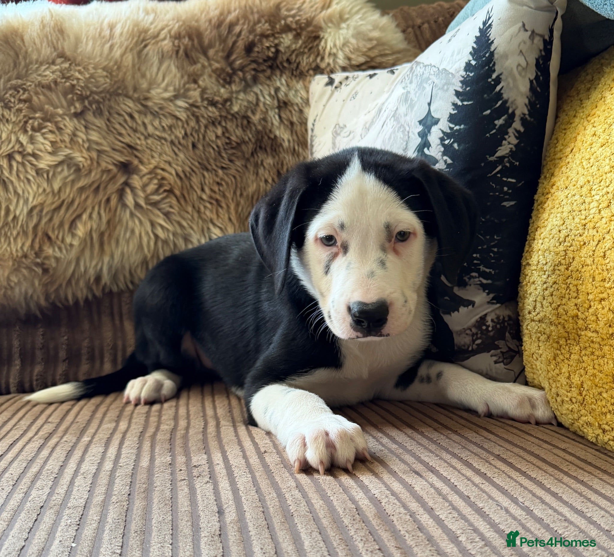 Mixed Breed dogs Dalmatian x collie puppies - Advert 2