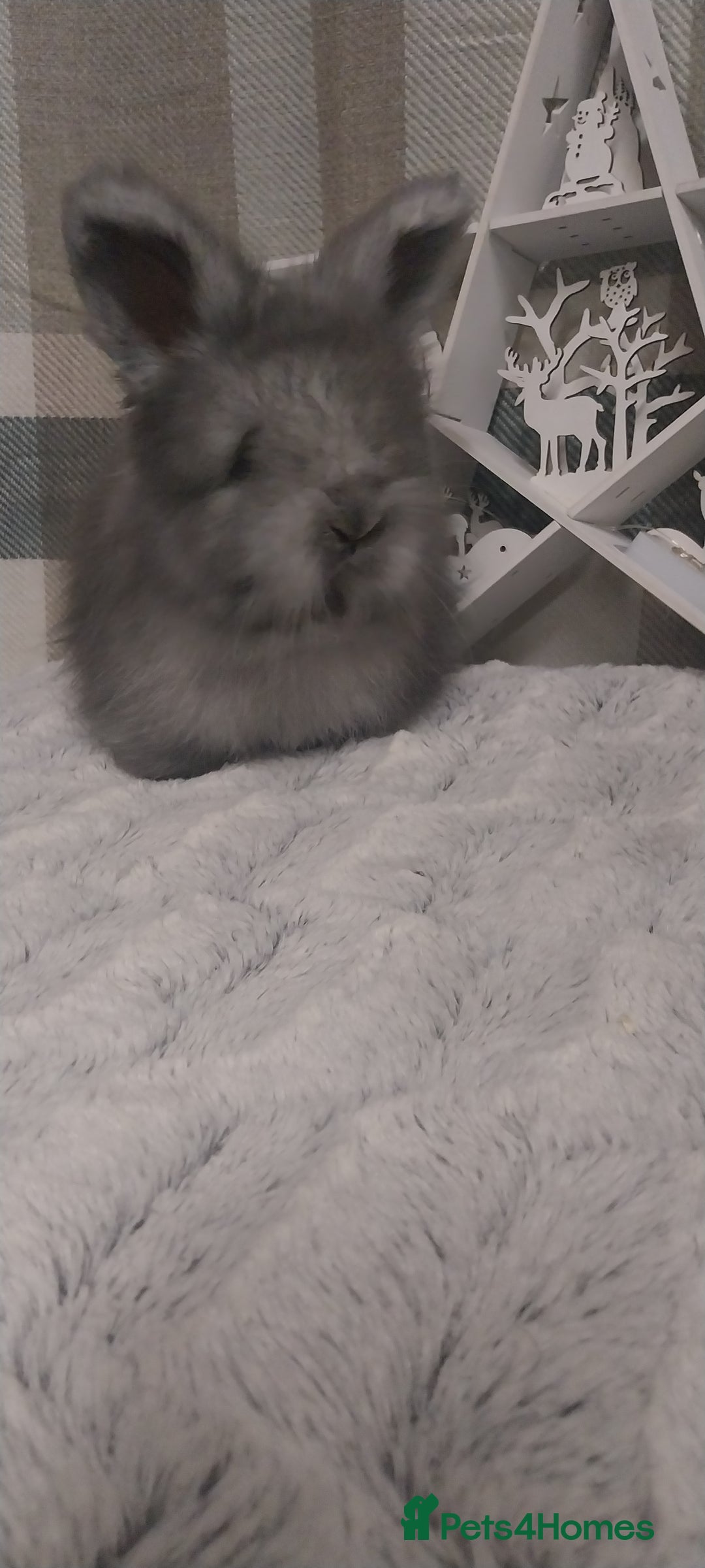 Angora rabbits for sale: Beautiful Angora boys  - Advert 6