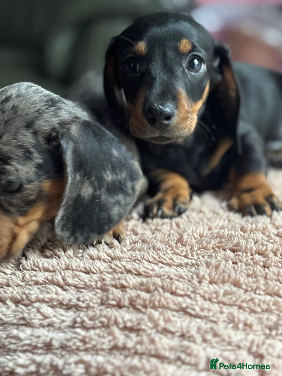 Dachshund dogs for sale: ⭐️KC reg miniature ⭐️Ready now litter Dachshunds  - Advert 19
