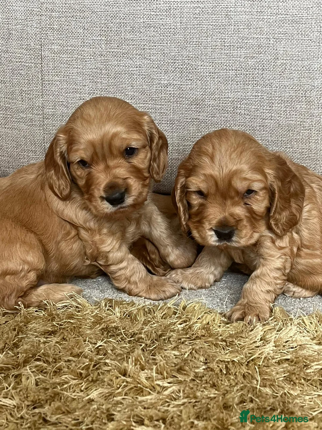 Cocker Spaniel dogs for stud: Cocker Spaniel For Stud in Liverpool - Advert 15