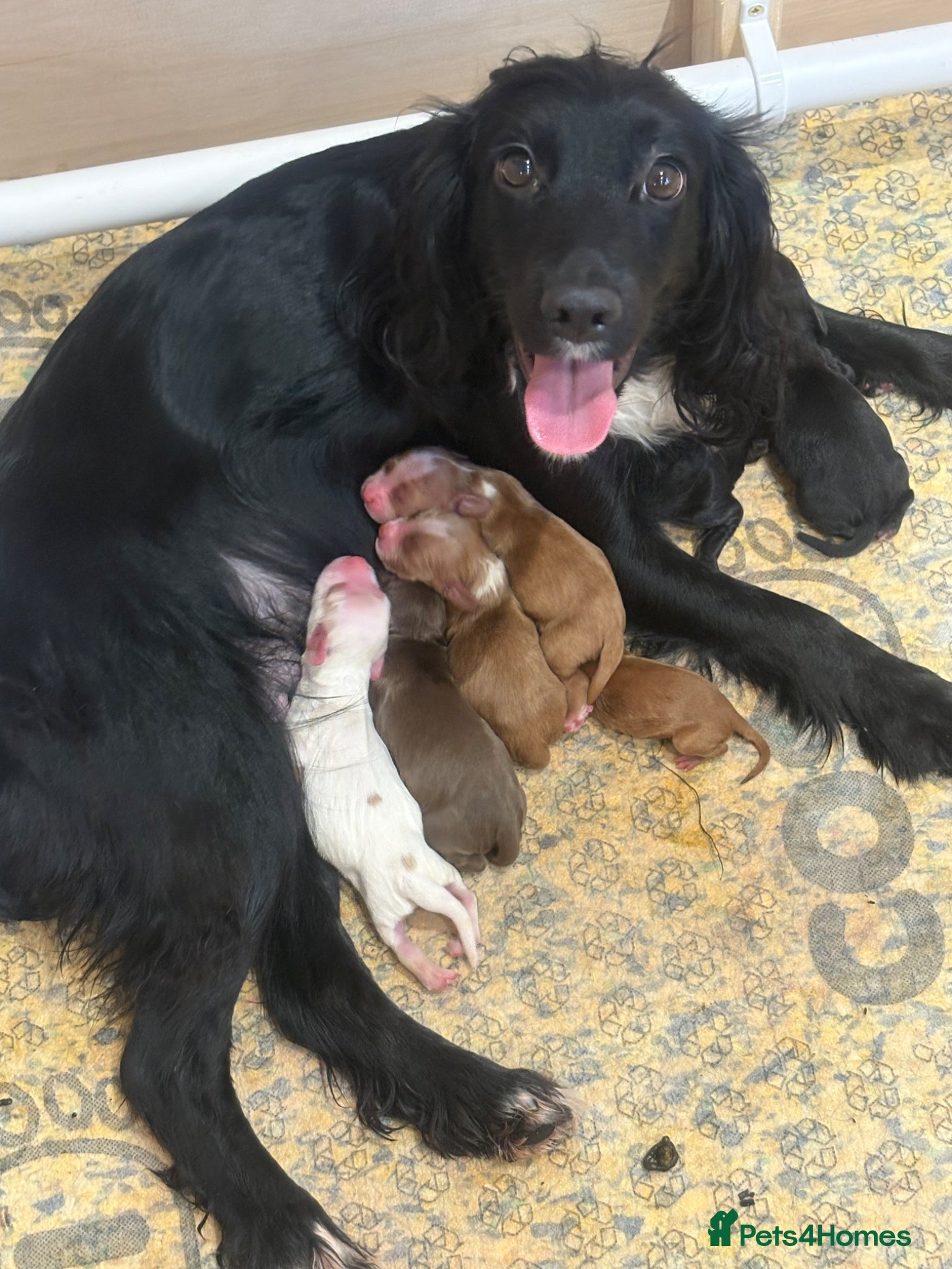 Cocker Spaniel dogs Working cocker spaniel  - Advert 1